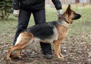 German shepherd German Shepherd