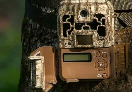 trail camera placed in a tree