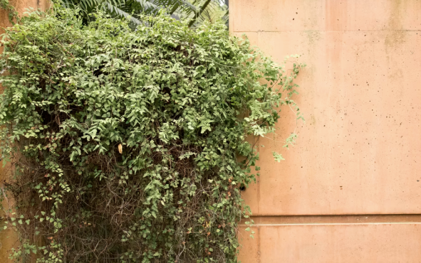thorny shrubbery